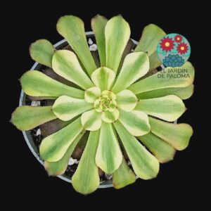 Aeonium Black king kong variegata (importación)