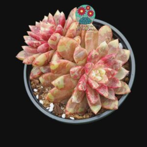Echeveria Bloow swallow doble roseta