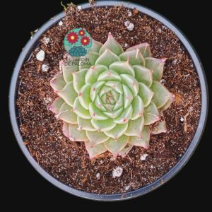Graptoveria "Sweet flame" (novedad)