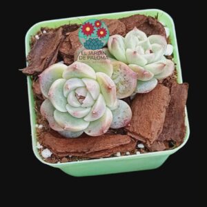 Echeveria Velvet doble roseta  (importación)