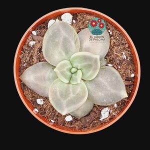 Echeveria Xichuensis (novedad)