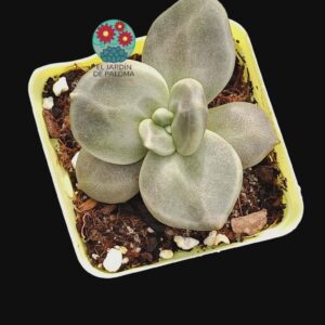 Echeveria Xichuensis