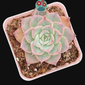 Echeveria Chihuahuensis "Yecora"