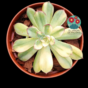 Echeveria "Pulidonis yellow" variegata (importación)