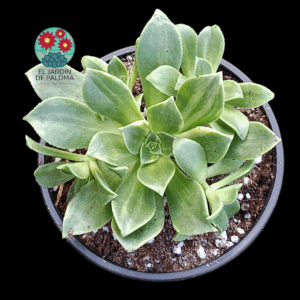 Aeonium Kiwi variegata con hijuelos (novedad)