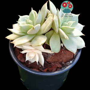 Echeveria "Lake Baikal" 3 rosetas con una variegata (importación)