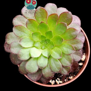 Aeonium "Fiesta"