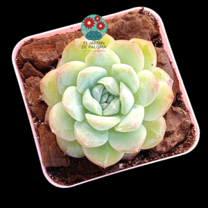 Echeveria "Sensation" (importación)