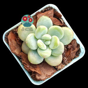 Echeveria "Cream beauty" (importación, maceta pequeña)