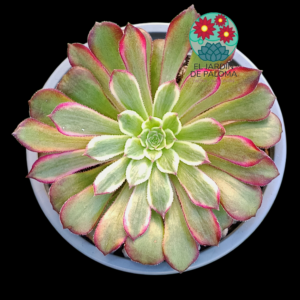 Aeonium "Purple glow' variegata (importación)