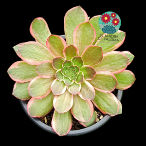 Aeonium Aquaman variegata