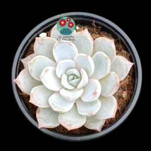Echeveria Peacockii