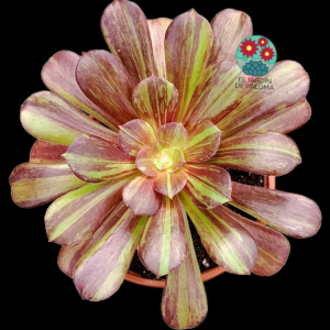 Aeonium Bing bang plus (buen tamaño)