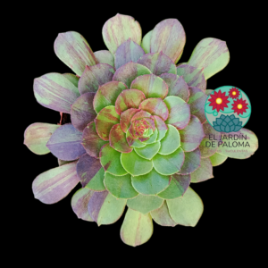 Aeonium Hallowen x Big bang variegata