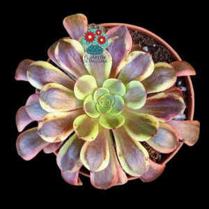 Aeonium Super bang variegata