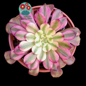 Aeonium "Hongyan" variegata ( importación)