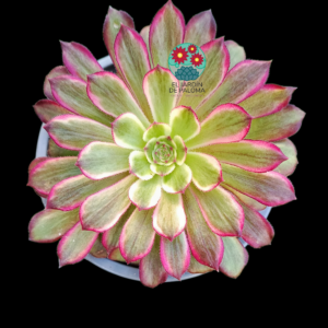 Aeonium "Purple glow" variegata  (importación)