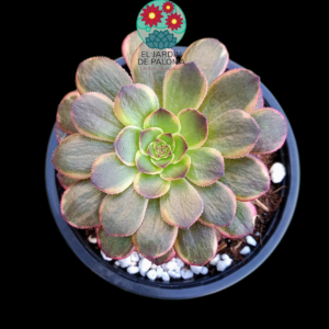 Aeonium Autumm Fire variegata