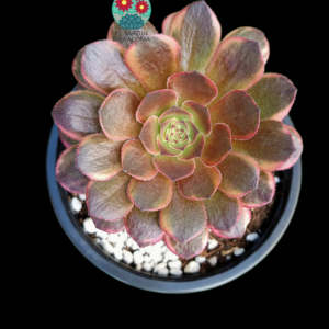 Aeonium Autumm Fire variegata