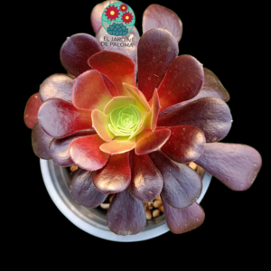 Aeonium arboreum
