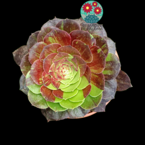 Aeonium Hallowen x Big bang variegata
