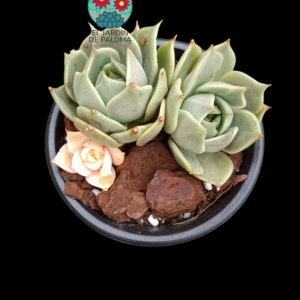 Echeveria "Lake Baikal" 3 rosetas con una variegata (importación)