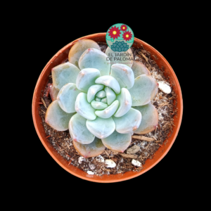 Echeveria Oceania