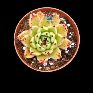 Echeveria Ebony x cuspidata