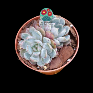 Echeveria "Coconut latte" doble roseta (importación)
