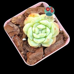 Echeveria "Sensation" (importación)