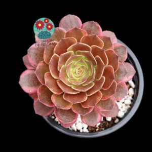 Aeonium Autumm Fire variegata con hijuelo