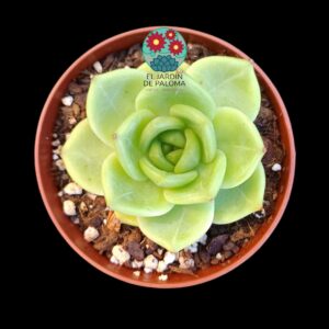 Echeveria Colorta verde (hibrido Suculentia)
