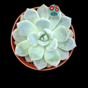 Echeveria Oceania