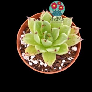 Echeveria Ebony x cuspidata