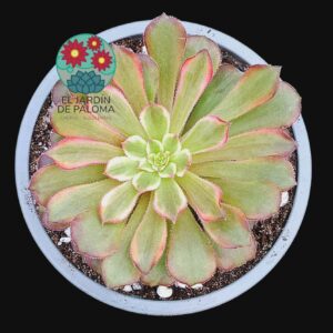 Aeonium "Garnet white"variegata (importación)