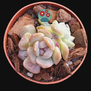 Echeveria Magic diamond 3 rosetas (importación, no es grande)