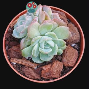 Echeveria Magic diamond 3 rosetas (importación, novedad)
