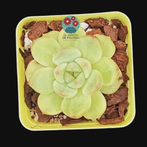 Echeveria "Fat tiger" (importación, novedad)