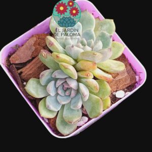 Echeveria "Coconut latte" doble roseta (importación y novedad)