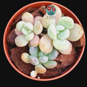 Echeveria Luoshen bouquet (importación, maceta pequeña)