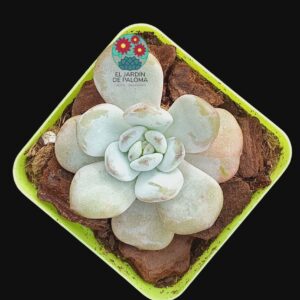 Echeveria "Milk cup" (importación)