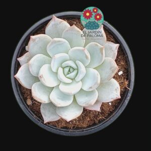 Echeveria hibrido Peacockii
