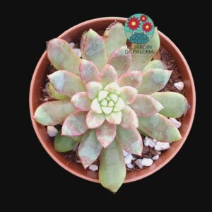 Echeveria Blood swallow