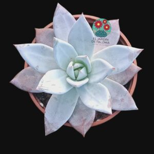 Echeveria Colorata Ice