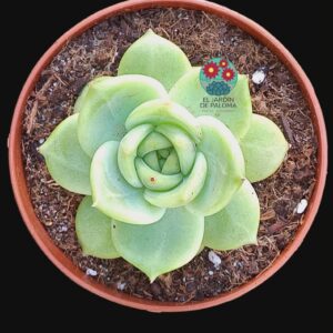 Echeveria Colorta verde