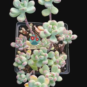 Sedum Conmixtum (es grande)