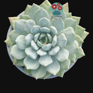 Pachyveria Corvus (es grande)