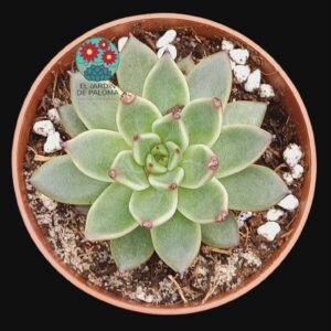 Echeveria Cuspidata x ebony