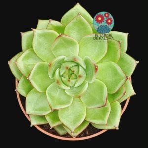 Echeveria Agavoides "Gilva"