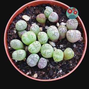 Gibbaeum mix